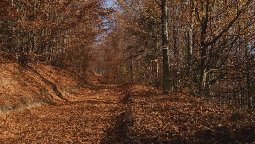 Calm forest trail blanketed in orange-brown leaves, surrounded by bare trees during autumn. Ideal for seasonal visuals, hiking themes, eco tourism promos, or relaxing nature videos.