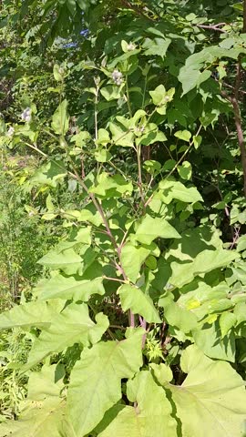  a biennial herbaceous plant, common burdock