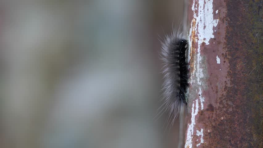 Furry caterpillars crawling on forest floor with moss and dry leaves