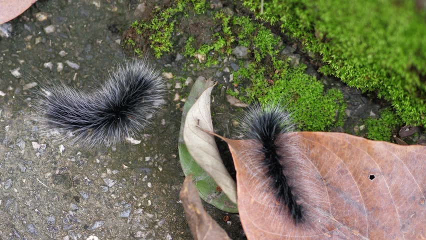 Furry caterpillars crawling on forest floor with moss and dry leaves