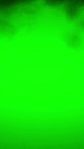 vertical video colony bat flying in green screen 4k for video editing 
