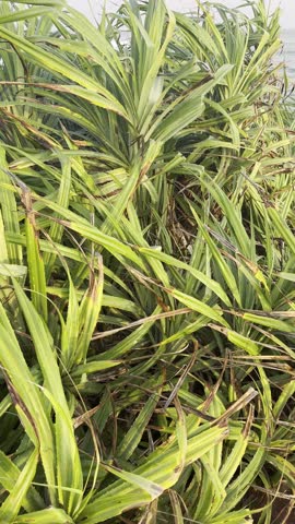 Beautiful Rainbow Across the Sky After Rain – Colorful Natural Phenomenon Over Scenic Landscape, Capturing Weather Change, Peaceful Atmosphere, and Vibrant Spectrum in a Clear or Cloudy Sky