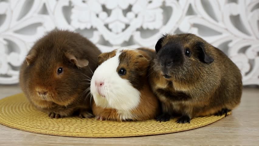 Guinea pigs or domestic guinea pigs, Cavia porcellus known as the cavy or domestic cavy. Three 8 month old pets in a row, breed called teddy, traditional American and non self short hair. 