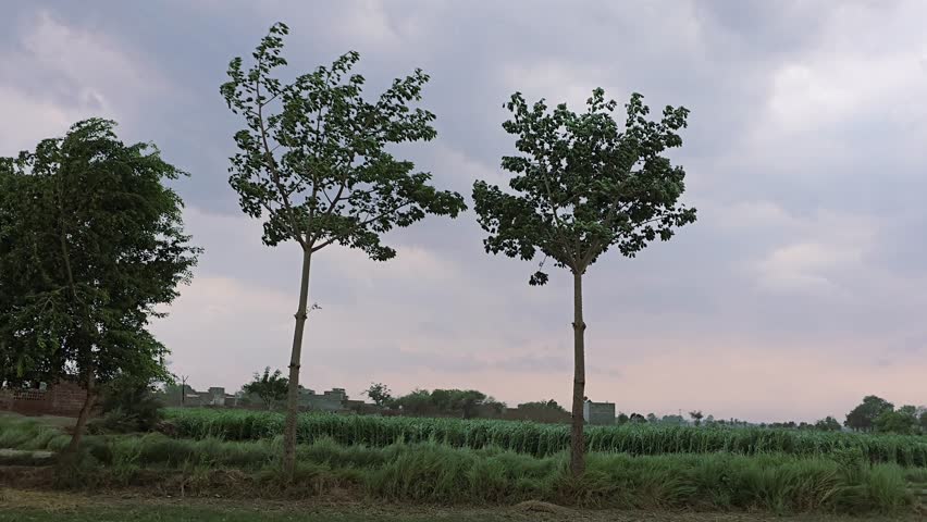 Dark monsoon clouds with strong wind blowing over green fields and trees swaying in stormy weather – cinematic nature footage captured in rural landscape during rainy season