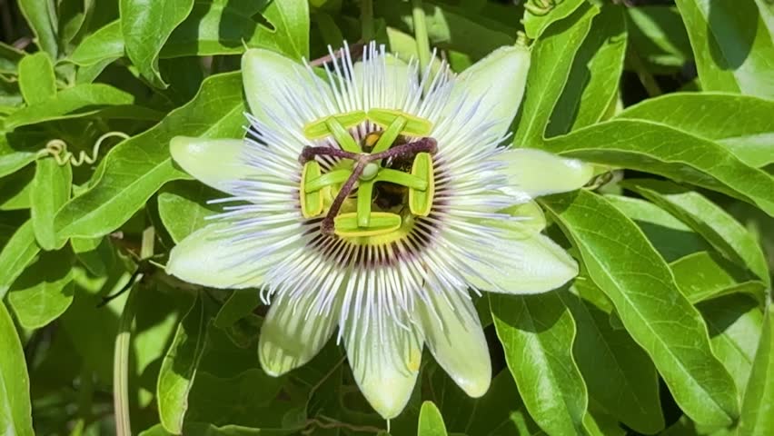 Bumblebee gathering pollen on blooming passionflower (Passiflora) in summer garden