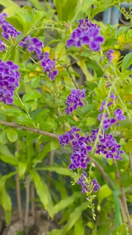 Many types of flowers can be grown in pots to color front of a house.