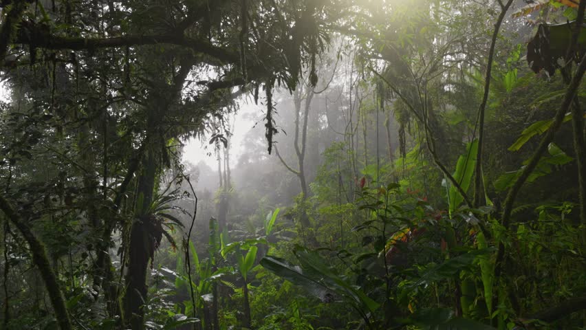 Foggy jungle rain forest early in the morning. Camera moves through moss-covered trees, bushes and vines in jungle mossy forest, Cameron Highlands, Malaysia