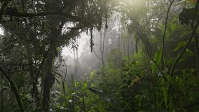 Foggy jungle rain forest early in the morning. Camera moves through moss-covered trees, bushes and vines in jungle mossy forest, Cameron Highlands, Malaysia - Powered by Shutterstock - Get 15% off with code: PIKWIZARD15