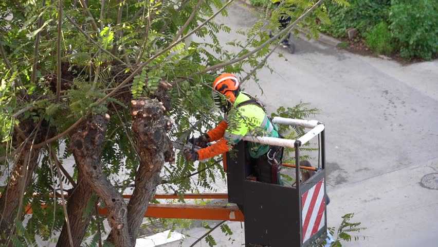 Gardener pruning a tree with chainsaw on aerial platform