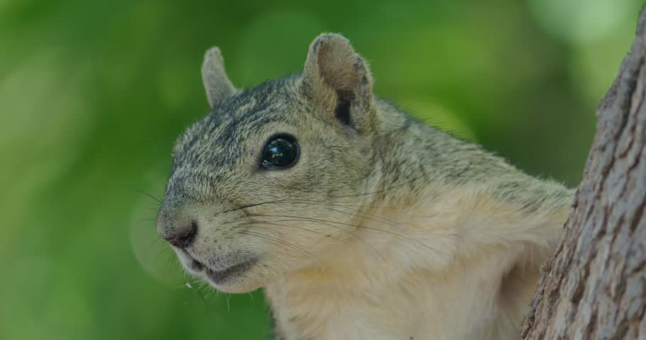 Curious Squirrel Close-Up in Natural Habitat
