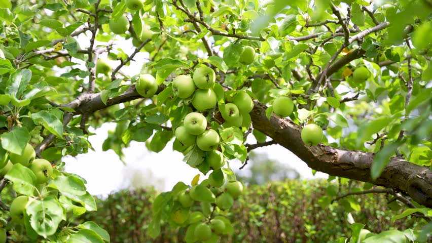 A branch full of green apples stretches across a sunny garden. The camera captures the abundance of the harvest and the lush foliage.