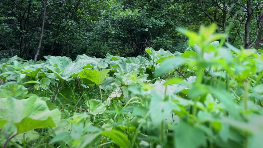 Low angle slow motion shot through a patch of butterbur plants in the forest