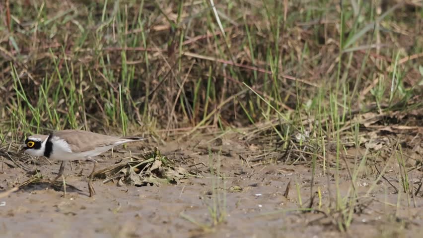 The little ringed plover is a small plover. The genus name Charadrius is a Late Latin word for a yellowish bird mentioned in the fourth-century Vulgate. 