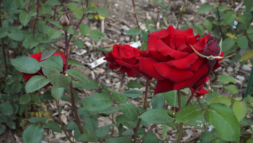 A deep red 'Ingrid Bergman' hybrid tea rose opens in full bloom beside a tight bud, its velvety petals glowing against glossy green foliage in a cultivated garden.