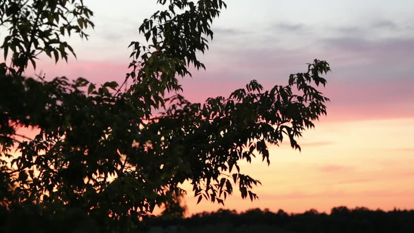 Beautiful sunset sky and tree, branch, bush on silhouette on bright colorful clouds from the high. Yellow orange nature in the evening time at summer season, no people. Natural real colors, untouched