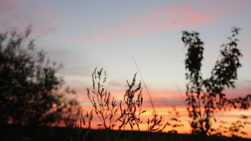 Beautiful sunset sky and tree, branch, bush on silhouette on bright colorful clouds from the high. Yellow orange nature in the evening time at summer season, no people. Natural real colors, untouched