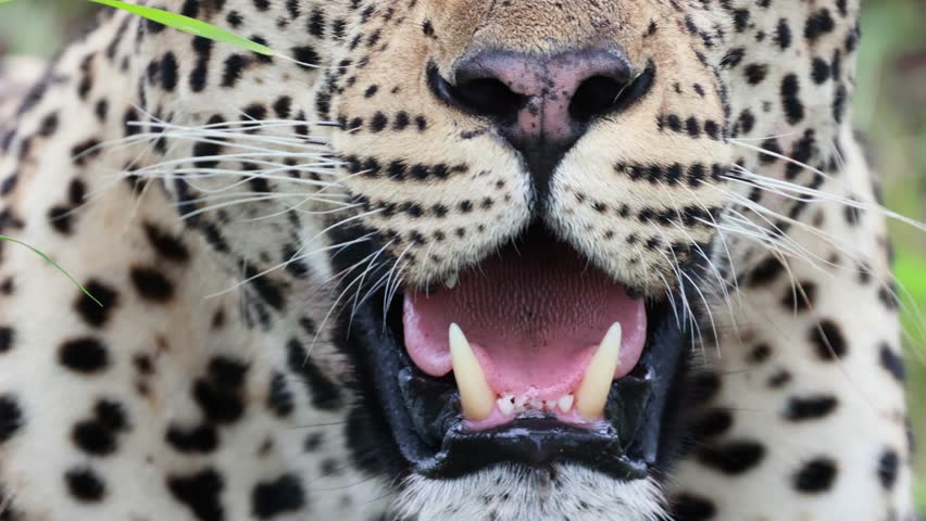 Extreme close up: Nose, snout and tongue as leopard pants in heat