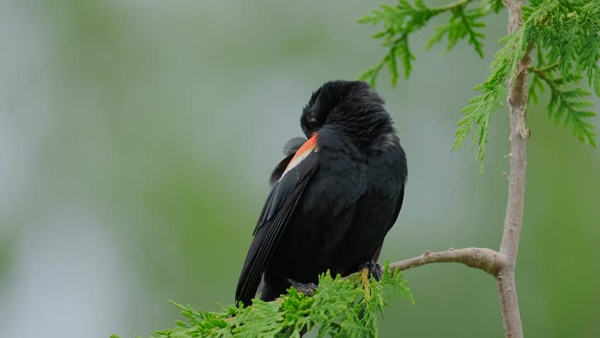 Video footage of a red-winged blackbird.