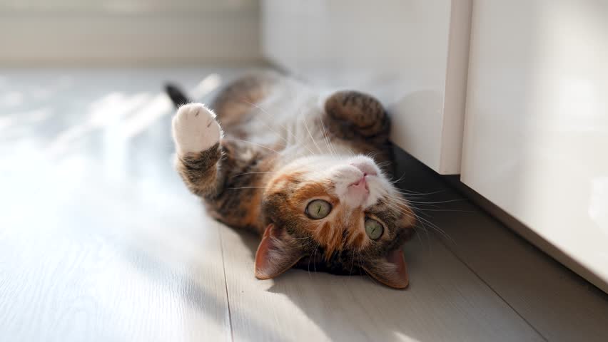 Curious calico cat lying on the floor, wants to play, looking at camera bottom view. Cute lazy kitty resting, chilling at home, fool around. Life of pets, domestic animals concept