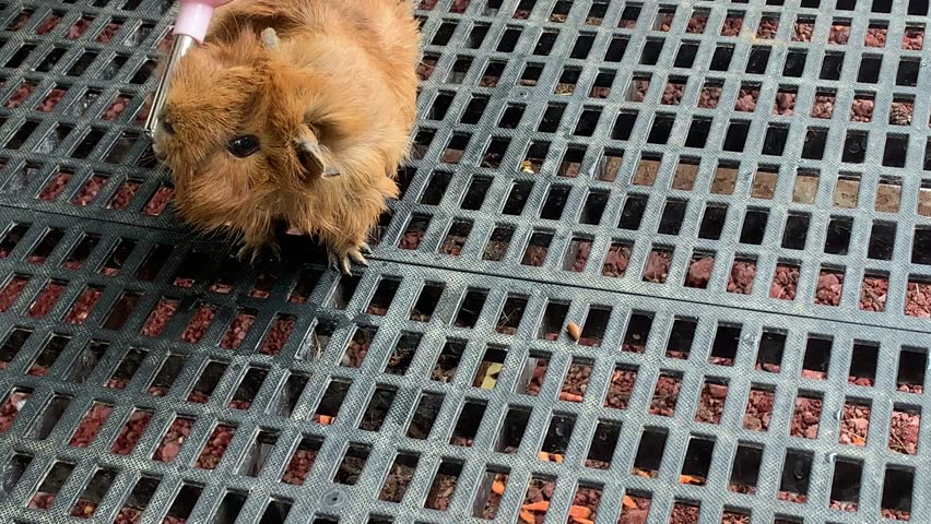 A close up image of two adorable cute guinea pigs inside of their cage. One is drinking water while the other one is exploring the floor of the cage. Perfect for animal lovers and pet enthusiasts.	