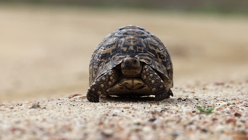 Low angle camera follows cute Leopard Tortoise walking, ground level