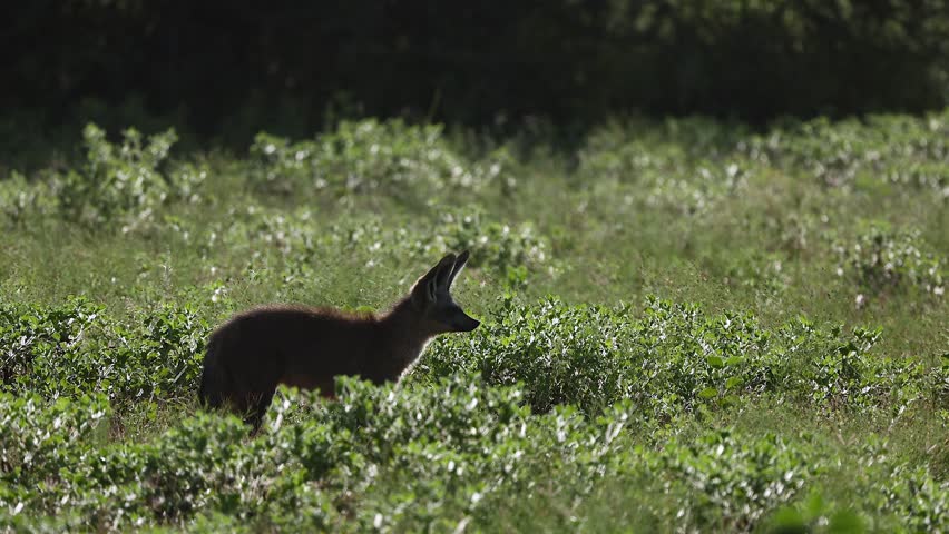 Backlit silhouette: Bat-eared fox profile in sunny green savanna grass