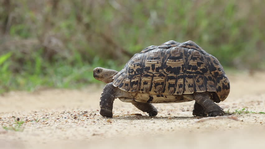 Amusing: Leopard tortoise makes a run for grass at side of dirt road