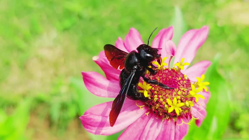 Closeup view of a large bumblebee collecting nectar from Zinnia angustifolia flower, showcasing its vibrant colors and pollination activity