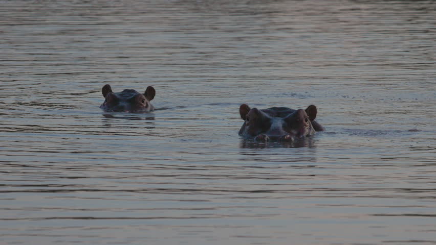 Two hippos look at camera from surface of calm water in dusk light