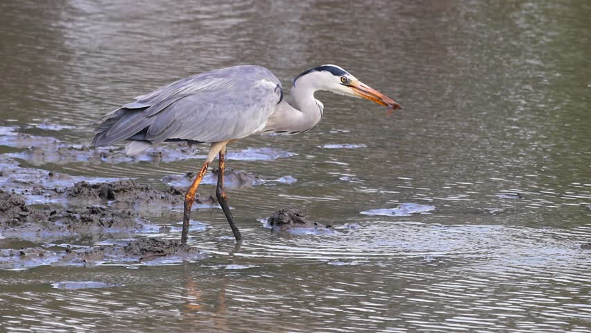 Frog struggles in beak of grey heron while it is rinsed in pond water