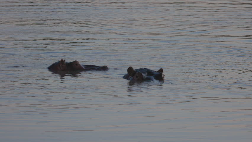 Two hippos hide mostly submerged in still, deep water in dusk light