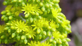 Lush Green Succulent Plant in Sunlight - Powered by Shutterstock - Get 15% off with code: PIKWIZARD15