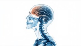 3D Medical Illustration of Human Skull, Spine, and Brain Highlighting the Frontal Lobe on White Background - Powered by Shutterstock - Get 15% off with code: PIKWIZARD15
