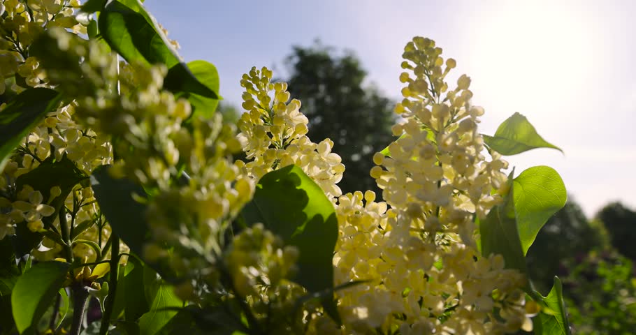 yellow lilac bushes, park with blooming yellow lilac flowers in the spring season, The sun is shining from behind close up, flowers for decoration in the park