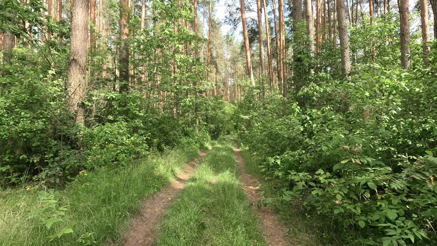 A peaceful walk through a lush forest reveals a tranquil dirt path framed by vibrant foliage and tall trees under a bright sky in late spring.