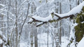 Snow blankets a forest branch, with delicate icicles glistening in the cold—capturing a peaceful winter moment filled with detail and atmosphere. - Powered by Shutterstock - Get 15% off with code: PIKWIZARD15