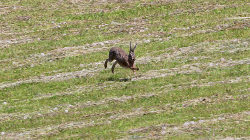 European hare running through a freshly mowed meadow on a sunny afternoon.