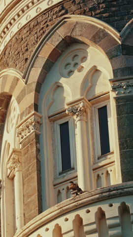 Mumbai, India. Blue Clear Sky In Sunny Day With Fly Pigeon Birds In Slow Motion Above Taj Mahal Palace. Close-up View Black Kite Sit On Taj Mahal Hotel Is Heritage, Five-star, Luxury Hotel, Situated