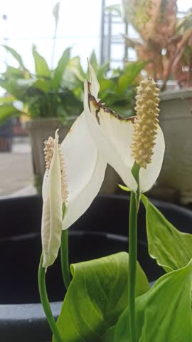Peace Lily with elegant white blooms and lush green leaves—an easy-care plant that purifies air and adds calm beauty indoors