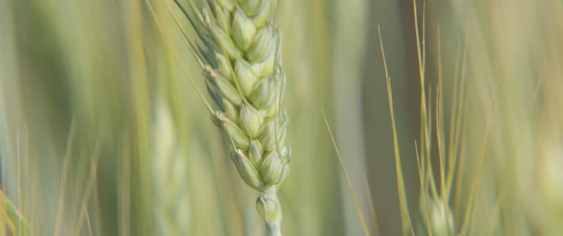 Bread wheat ears with unripe seed 5.7K anamorphic footage