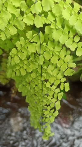 Maidenhair fern with delicate, fan-shaped leaves—a graceful plant perfect for shady spots, indoor decor, and fresh natural ambiance
