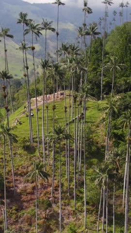 Aerial view of wax palms growing on green hills in Cocora Valley, Quindio, Colombia. Vertical Video