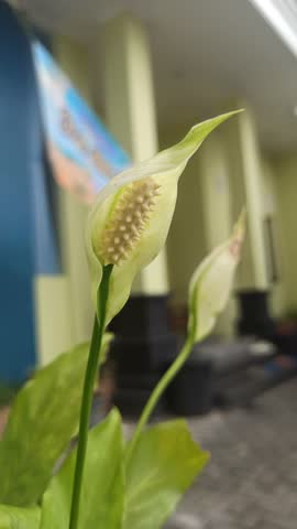 Peace Lily with elegant white blooms and lush green leaves—an easy-care plant that purifies air and adds calm beauty indoors