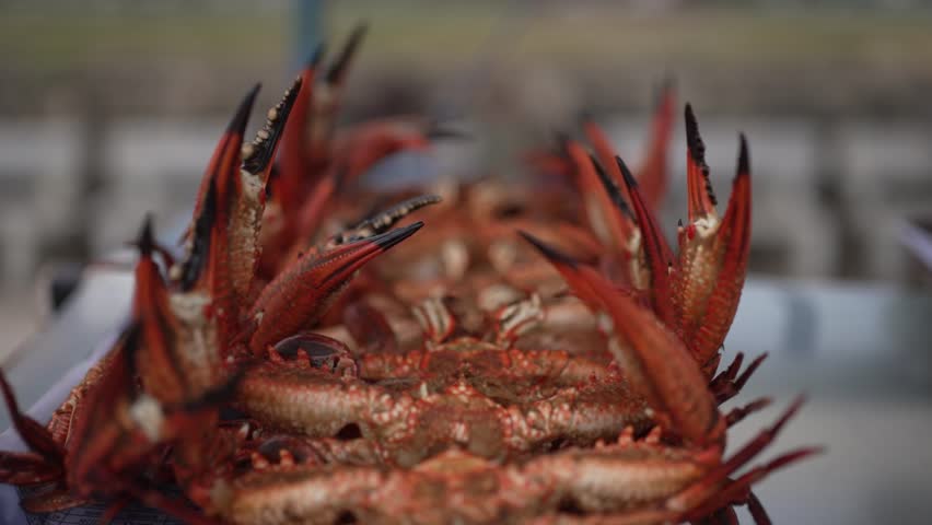 Cooked crabs on display at a local market in Sri Lanka