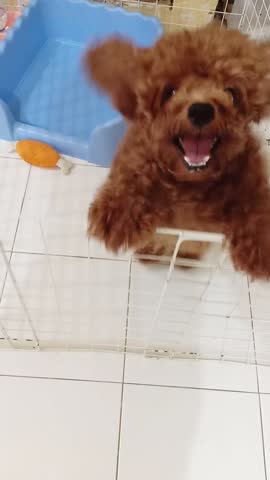 Adorable red miniature poodle dog standing up and holding the fence of its cage, repeatedly jumping, barking and wagging its tail, asking to be let out of the cage.