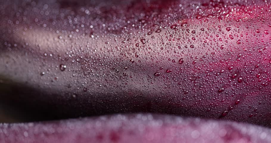 wet eggplant covered with drops of water , ripe eggplant on the table before cooking, close up