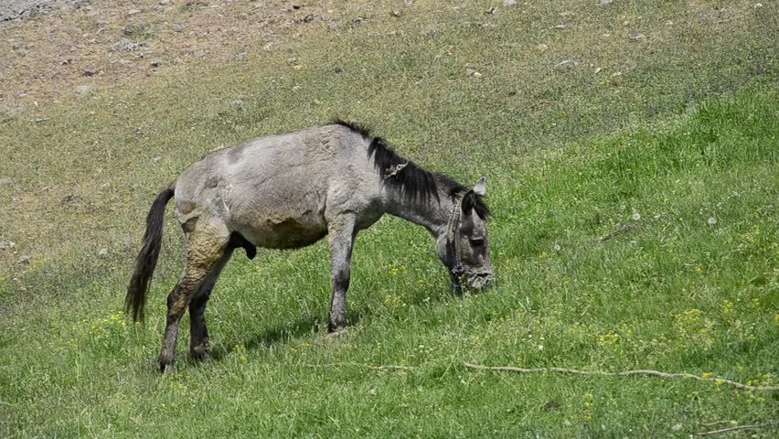 donkey mule in green surrounding looking at the camera