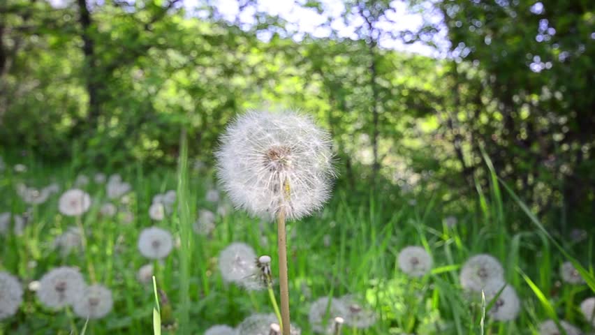 Natural video background. Dandelions in the meadow