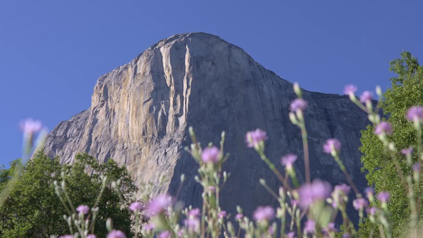 Footage featuring the towering granite face of El Capitan in Yosemite National Park, California, with vibrant spring flowers blooming in the foreground.