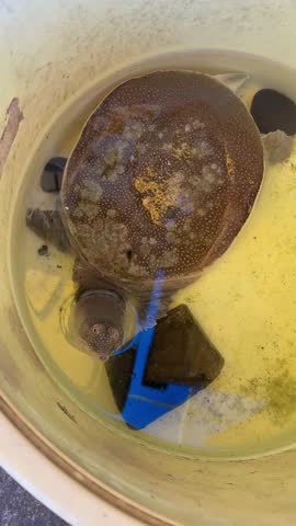 Close-up view of a Chinese softshell turtle (Pelodiscus sinensis) submerged in water. The turtle's textured shell and unique features are clearly visible. This image is perfect for educational or